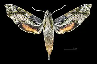 Female dorsal