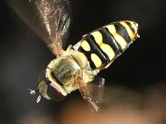 E. fumipennis female hovering