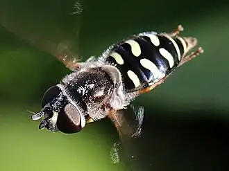 E. volucris female hovering