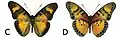 E. s. ferrea male dorsal (c); ventral (d)