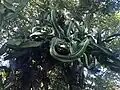 Euphorbia neglecta