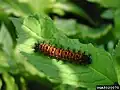 Caterpillar