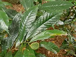 Foliage and a fruit