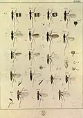 Systematische Beschreibung Taf CXCVI