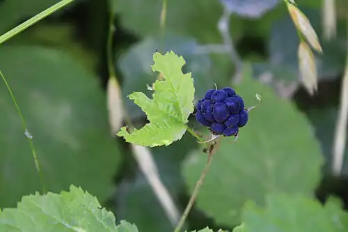 Fruit