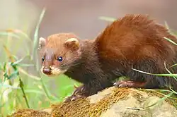European polecat