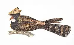 Lyncornis macrotis