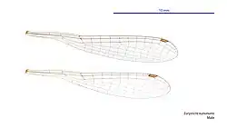 Male wings