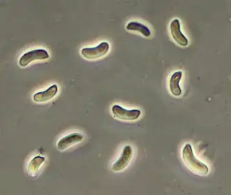Spores