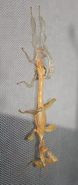 Giant prickly stick insect crawling out of his moulted skin