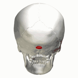 Position of external occipital protuberance (shown in red). Animation.