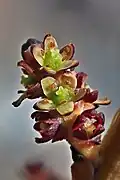 Female flowers, ca. 2.00mm across. Peak flowering mid August to mid October.