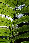 Veins of GREEN (FRIM)