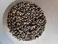 Fagopyrum tataricum seeds from Mustang, Nepal