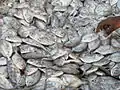 Close-up of False trevallies in Visakhapatnam Landing Center