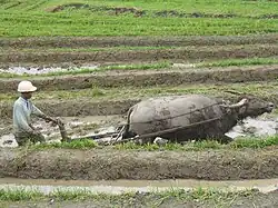 Image 7Agriculture preceded writing in the history of technology. (from History of technology)
