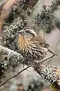Female at Gnathang India.