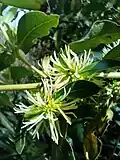 Female flowers