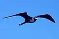 Tijereta de mar (Fregata magnificens)