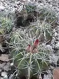 buds