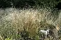 Wood fescue.