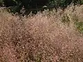 Red fescue.