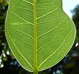 Diagnostic rounded leaf base, regular lateral venation and unbranched, curved basal pair