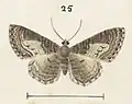 Adult female