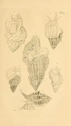 Unidentified