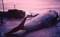 Fin whale trail flukes shortened for easier transport