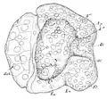 Drawing of right side of young veliger.