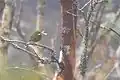 Birch