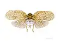 Flatolystra verrucosa (Fulgoridae)