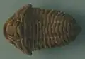 Flexicalymene species on display at State Museum of Pennsylvania. Specimen is approximately 3 cm long