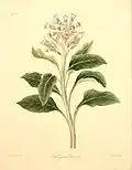 Physochlaina orientalis