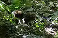 Formosan rock macaque found on Yushan Trail