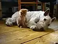 A kitten and a dog that have been socialized and interact with each other without aggression