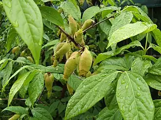 Leaves and fruit