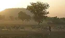 Pastoralism.