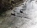 A pair of moorhens on the pond