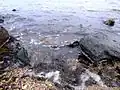 This beach is called the Wakering Stairs and belongs to the Ministry of Defence and can be accessed at their discretion. It is full of rocks and military debris.