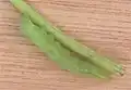 Caterpillar on carrot (Daucus carota) stem