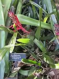 Huntington Gardens, Los Angeles