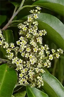 Flower detail