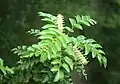 Leaves and flowers