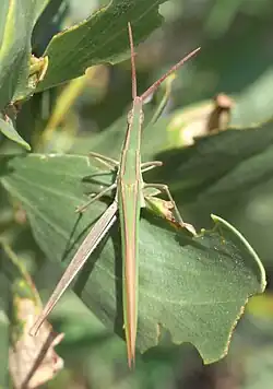 Acrida conica