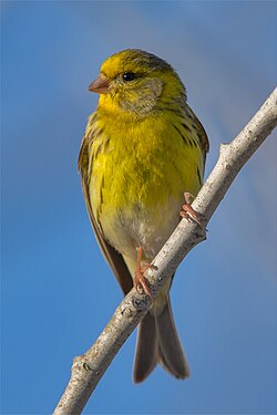 male