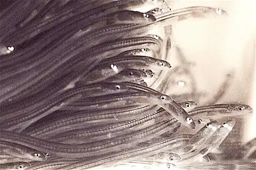 Glass eels at the transition from ocean to fresh water