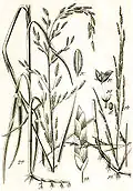 Glyceria fluitans (1) Illustration in: Jakob Sturm: "Deutschlands Flora in Abbildungen", Stuttgart (1796)