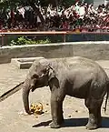 Asian elephant named Grant